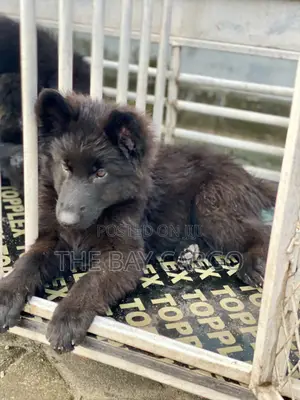 1-3 months Male Purebred German Shepherd