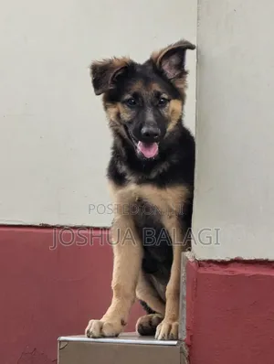 3-6 months Male Purebred German Shepherd