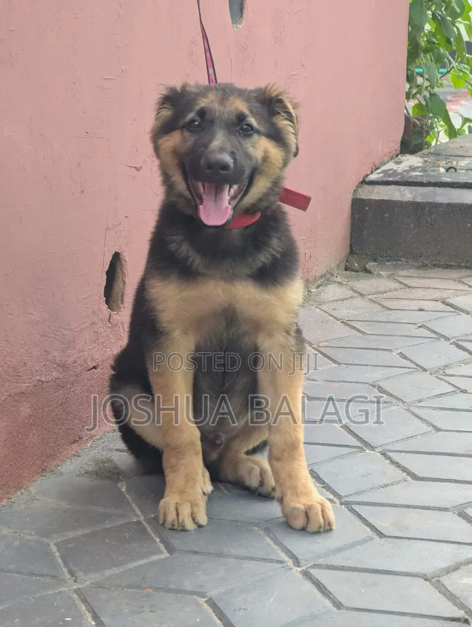 3-6 months Male Purebred German Shepherd