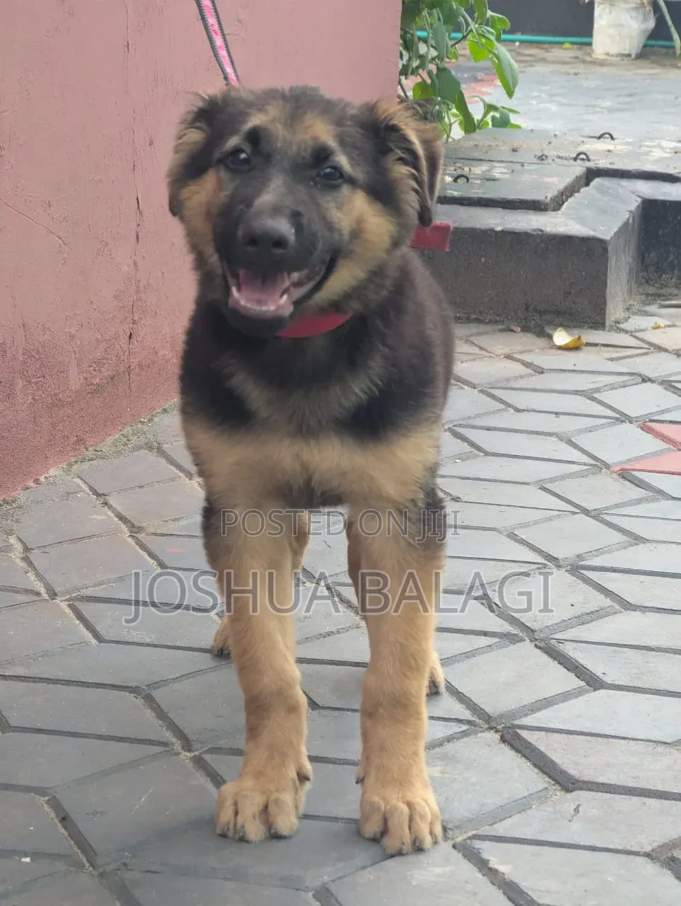 3-6 months Male Purebred German Shepherd