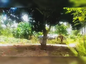 Mkuranga: 11.5 Acres Farm on Industrial Area for Sale