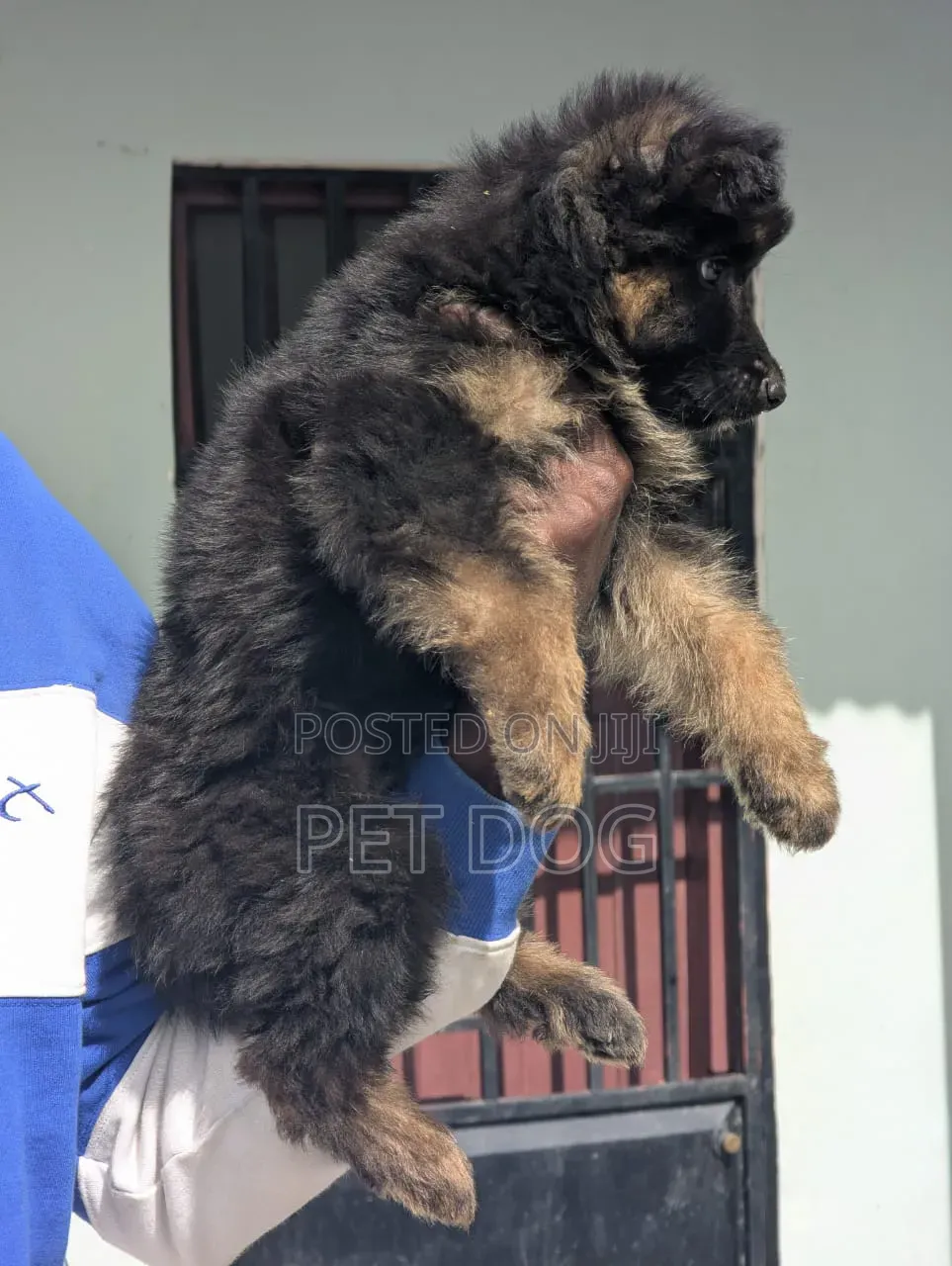 1-3 months Male Purebred German Shepherd