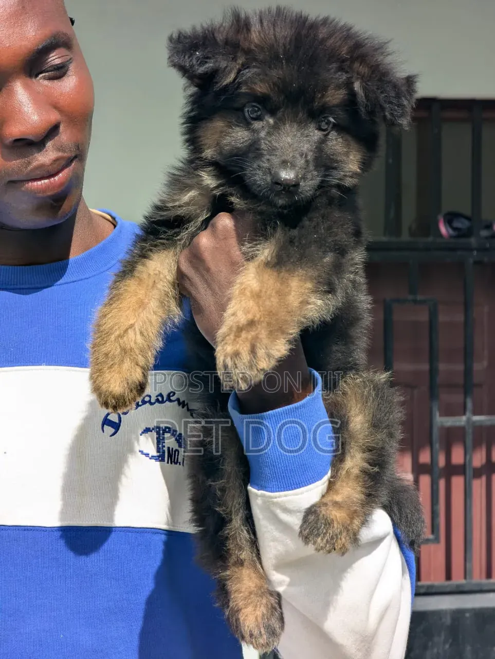 1-3 months Male Purebred German Shepherd