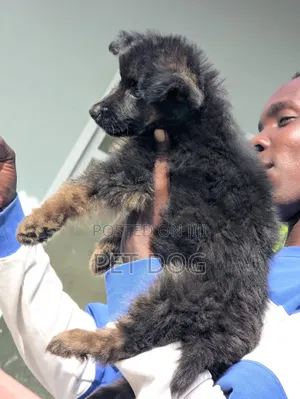 1-3 months Male Purebred German Shepherd