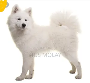 3-6 months Female Mixed Breed Samoyed