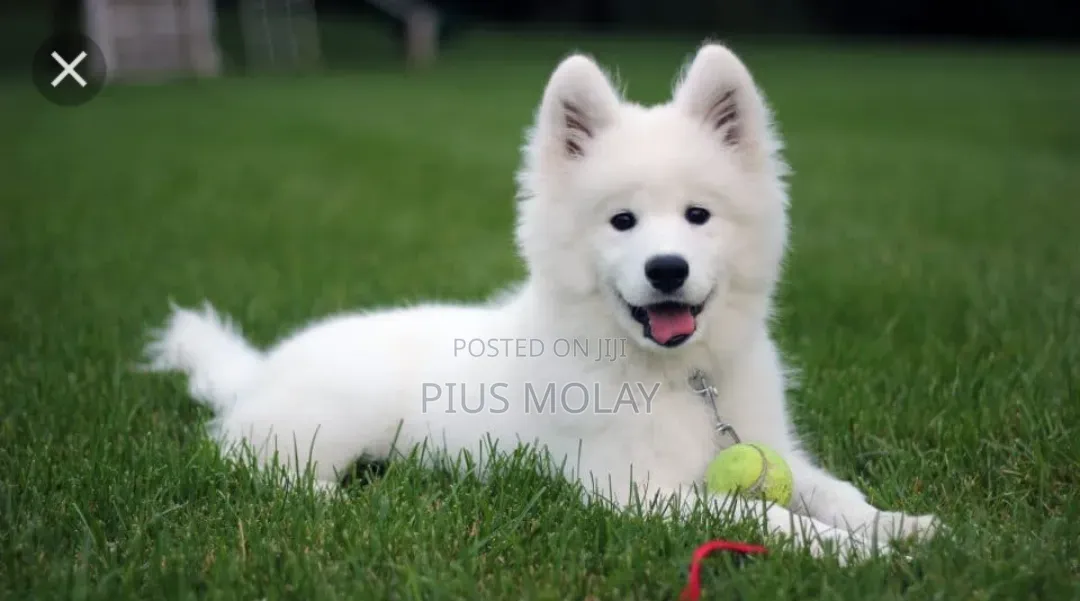 3-6 months Female Mixed Breed Samoyed
