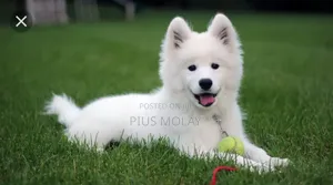 3-6 months Female Mixed Breed Samoyed
