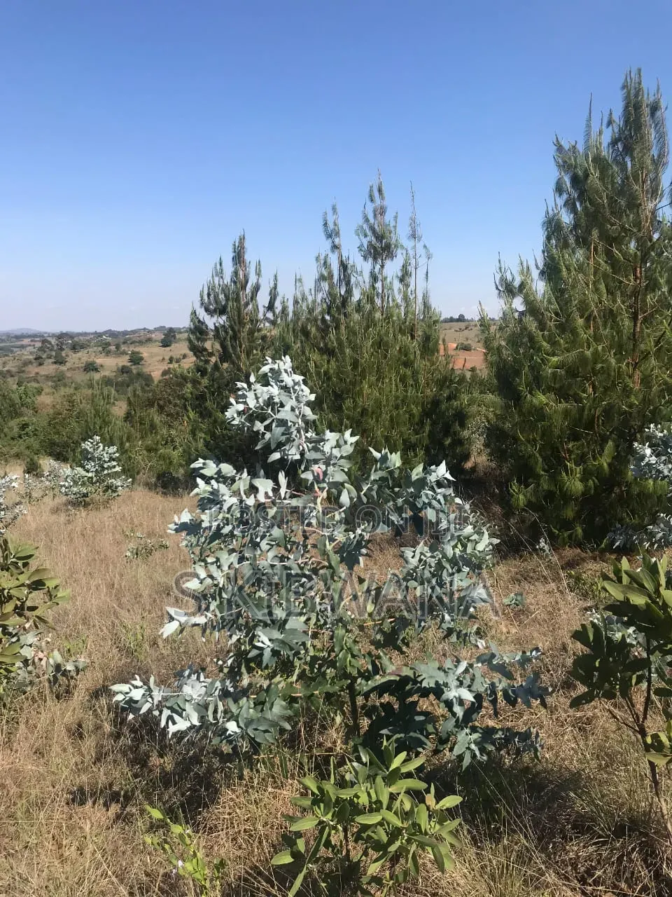 110 Acres of Opportunity Premium Farm for Sale Mufindi, Iringa