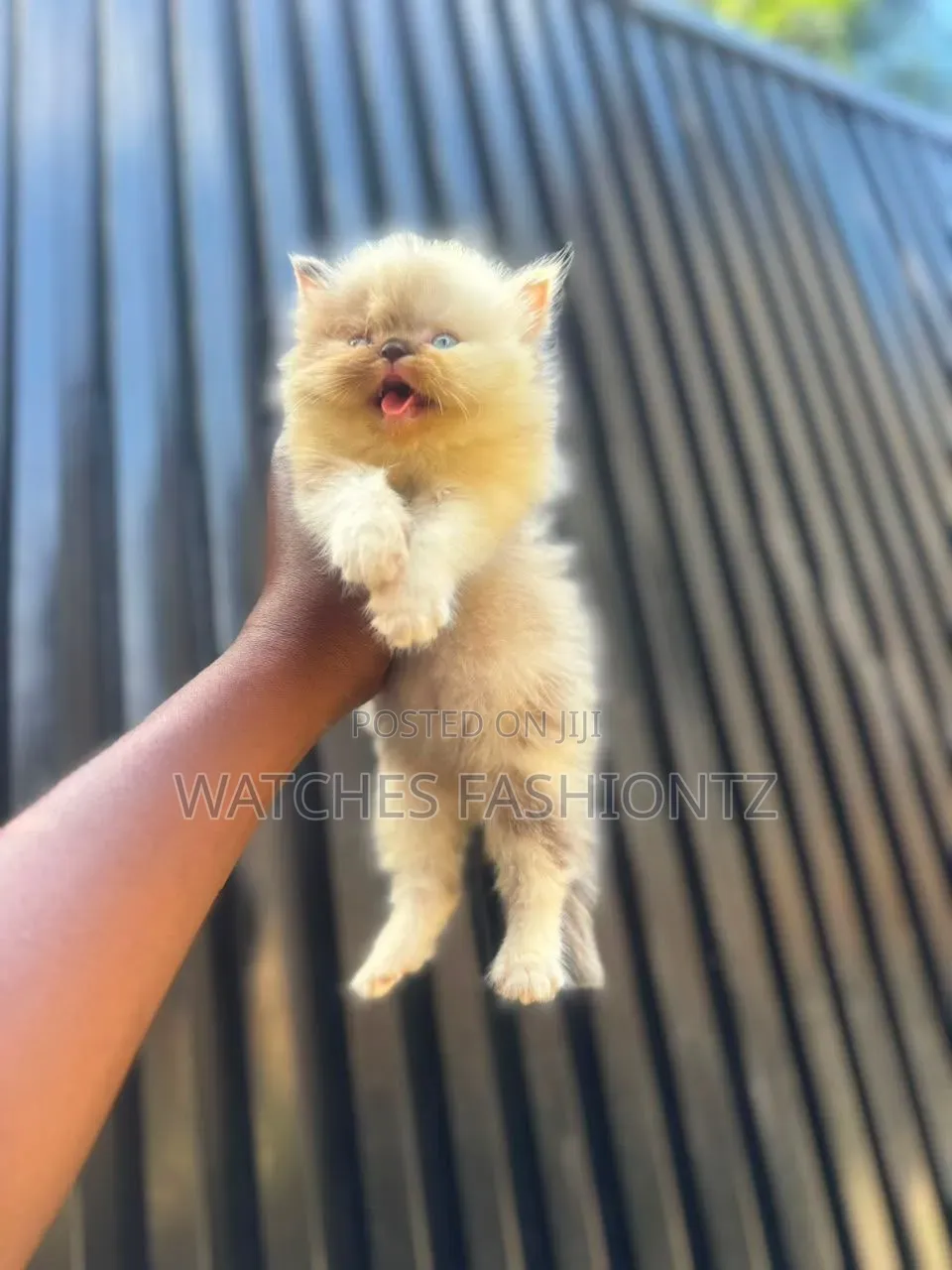 1-3 months Female Purebred Persian