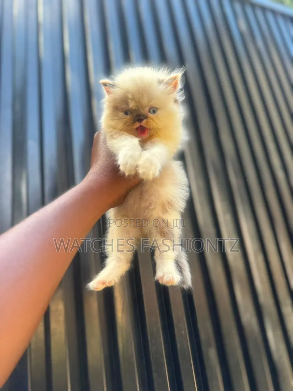 1-3 months Female Purebred Persian