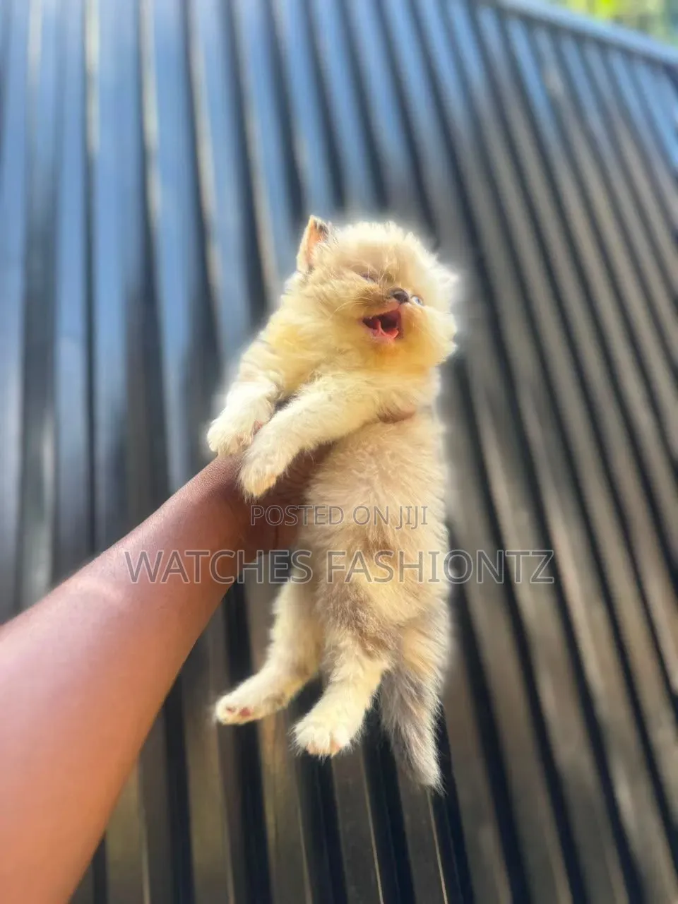 1-3 months Female Purebred Persian
