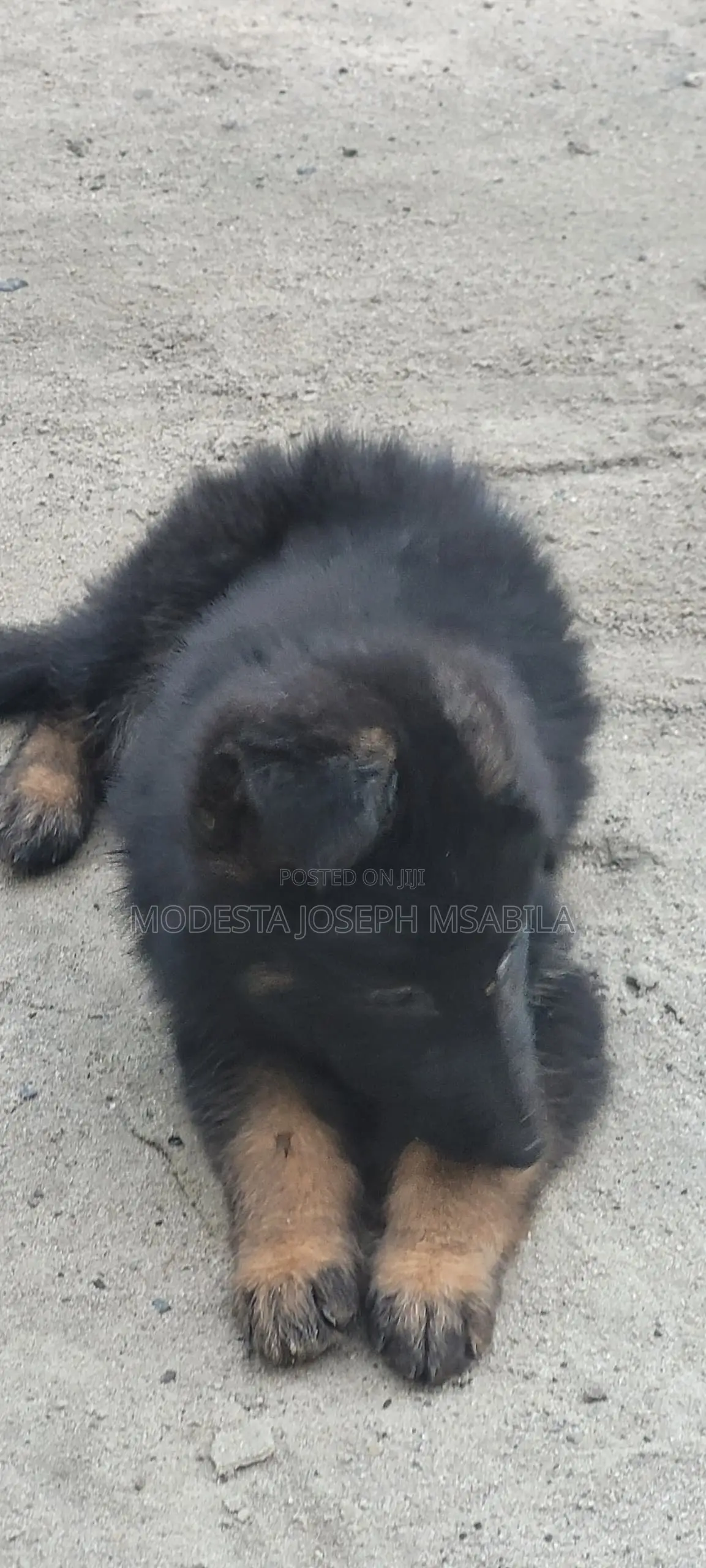 1-3 months Male Purebred German Shepherd