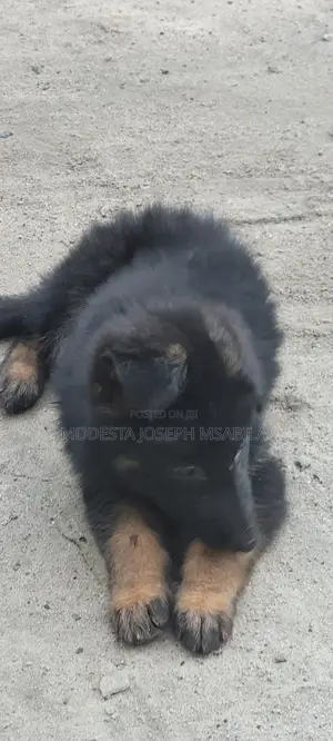 1-3 months Male Purebred German Shepherd