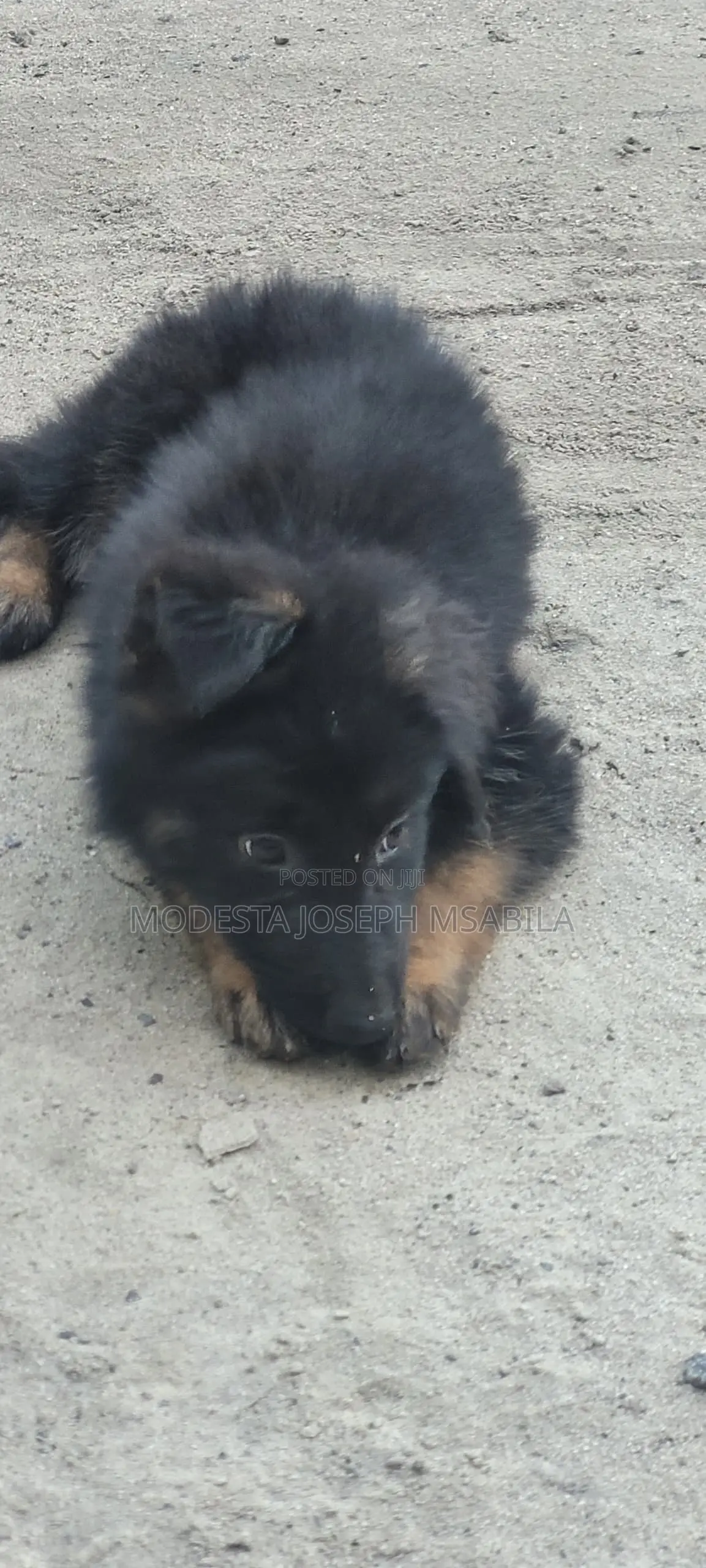 1-3 months Male Purebred German Shepherd