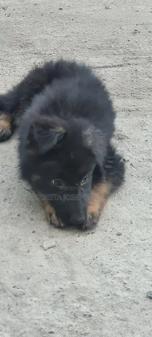 1-3 months Male Purebred German Shepherd