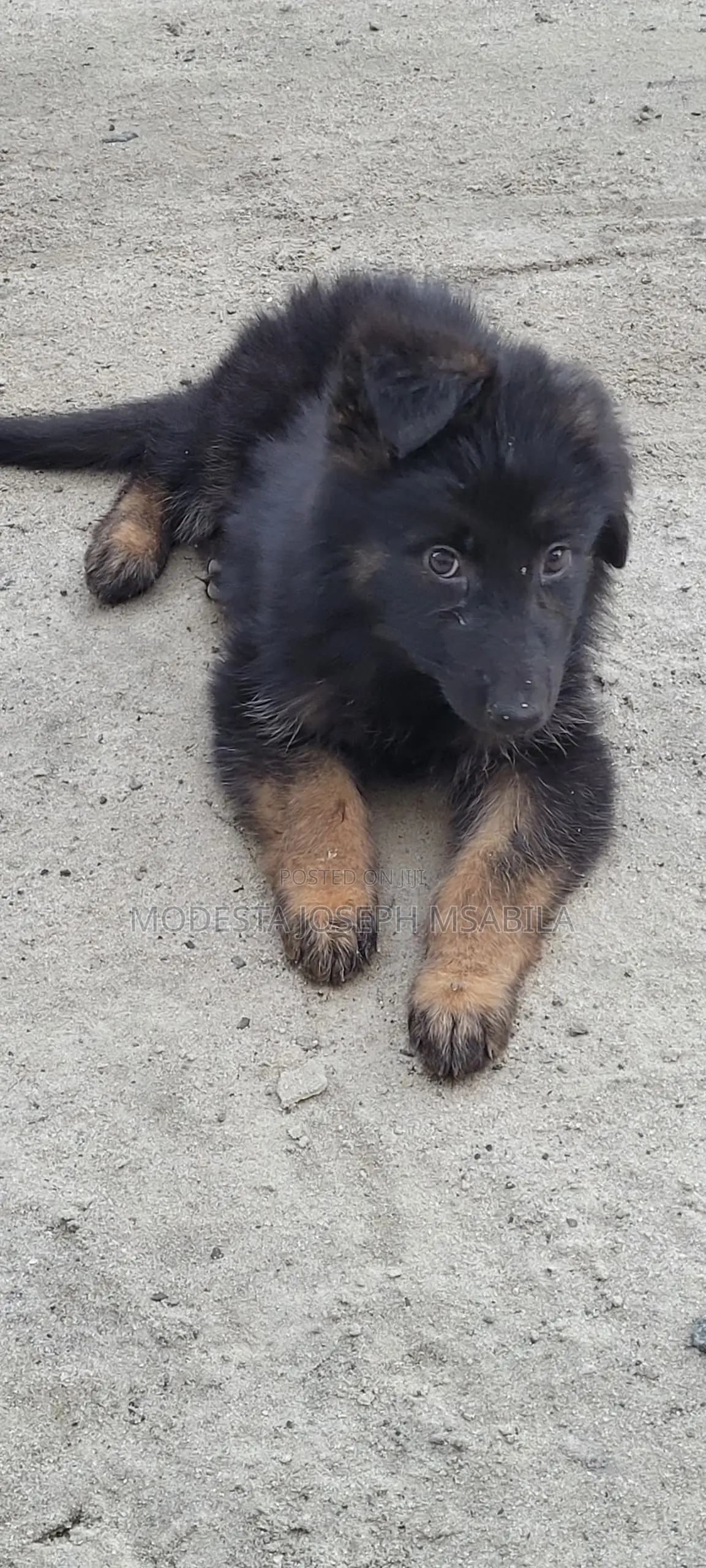 1-3 months Male Purebred German Shepherd
