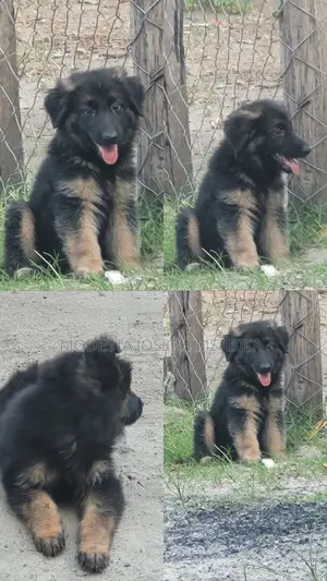 1-3 months Male Purebred German Shepherd
