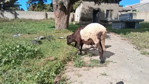 Kondoo Wakubwa Na Wadogo