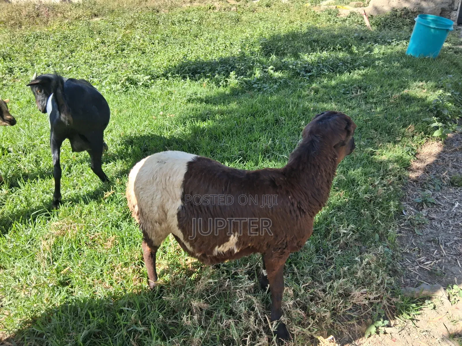 Kondoo Wakubwa Na Wadogo