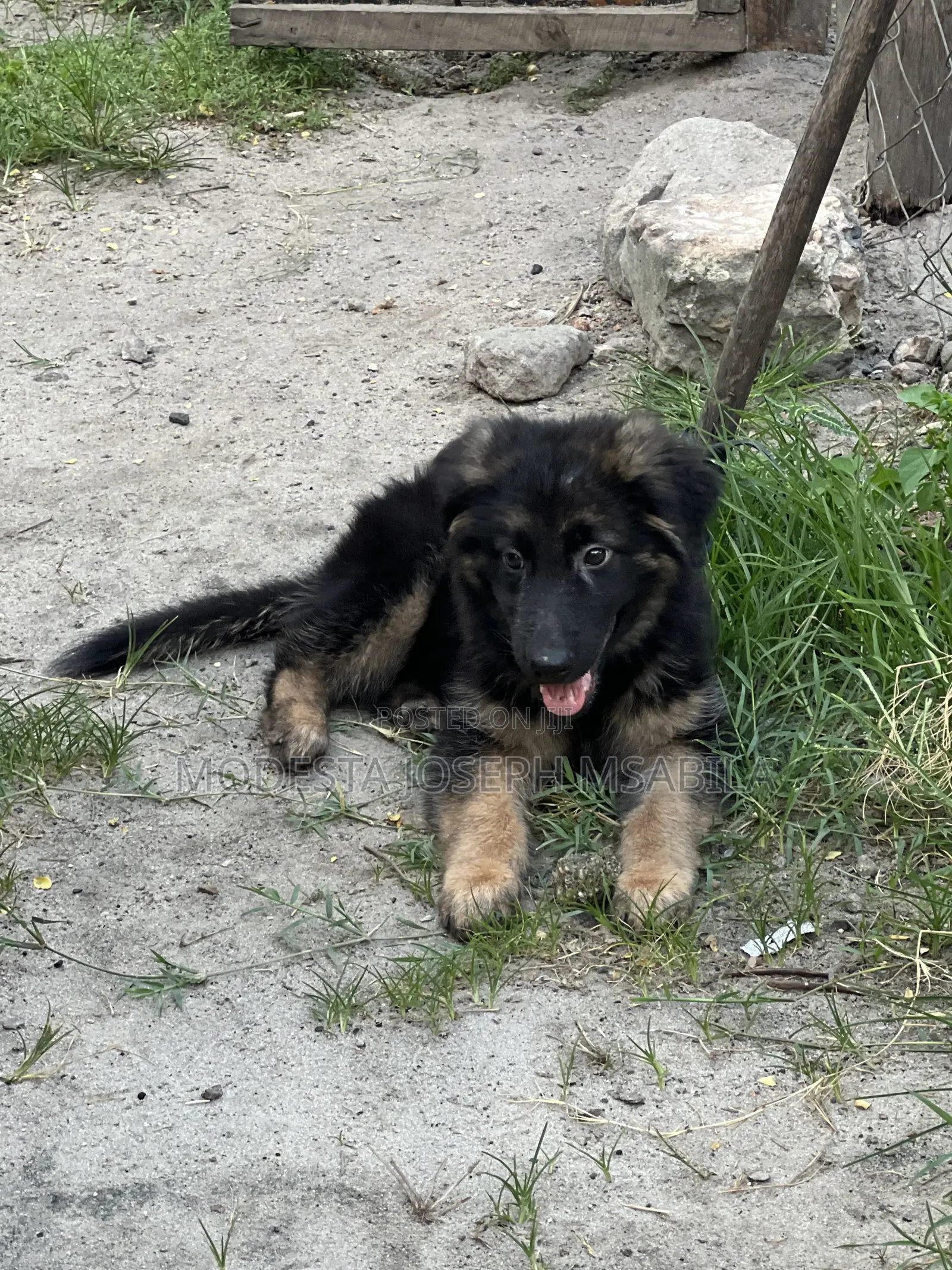 1-3 months Male Purebred German Shepherd