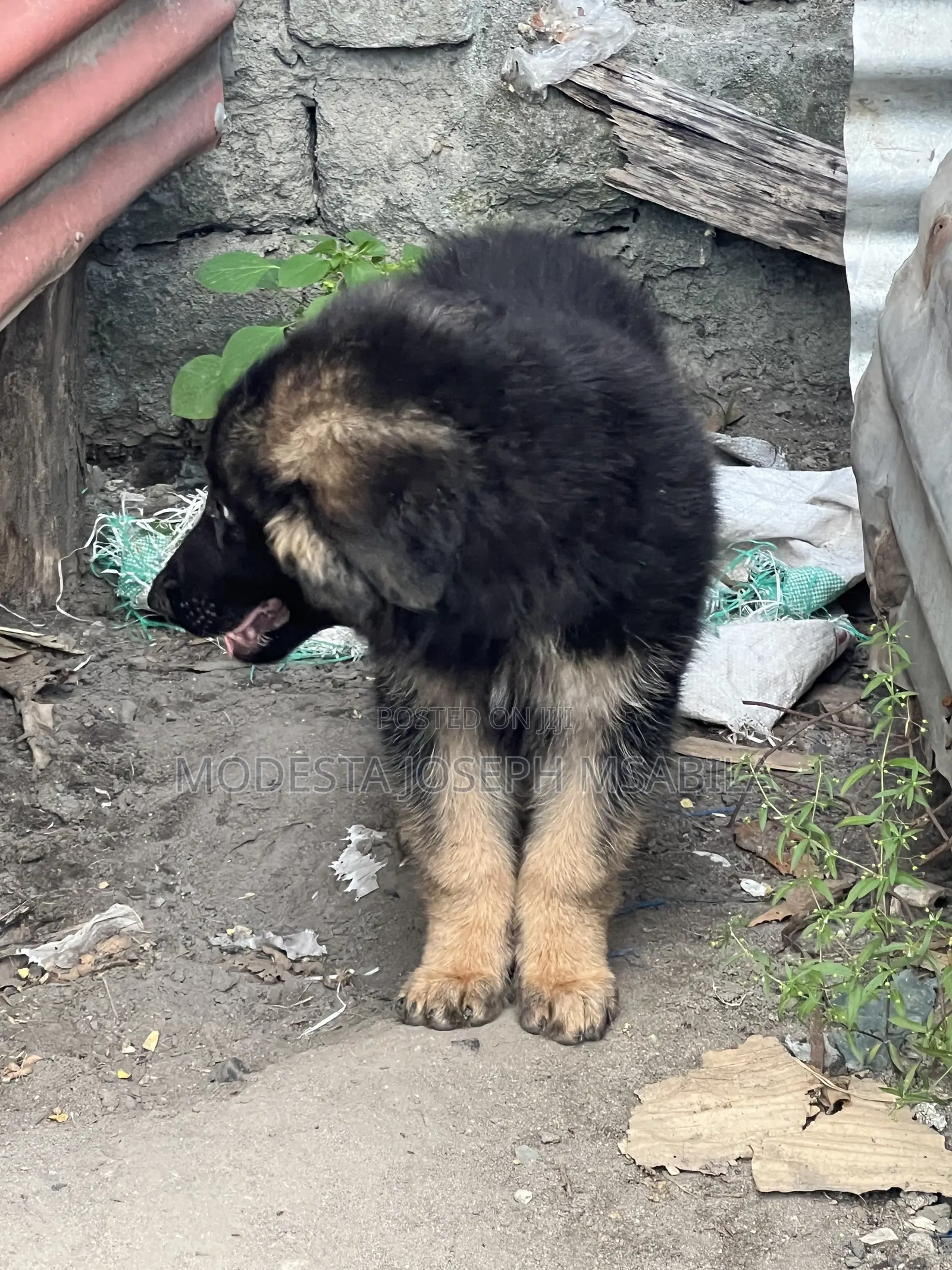 1-3 months Male Purebred German Shepherd