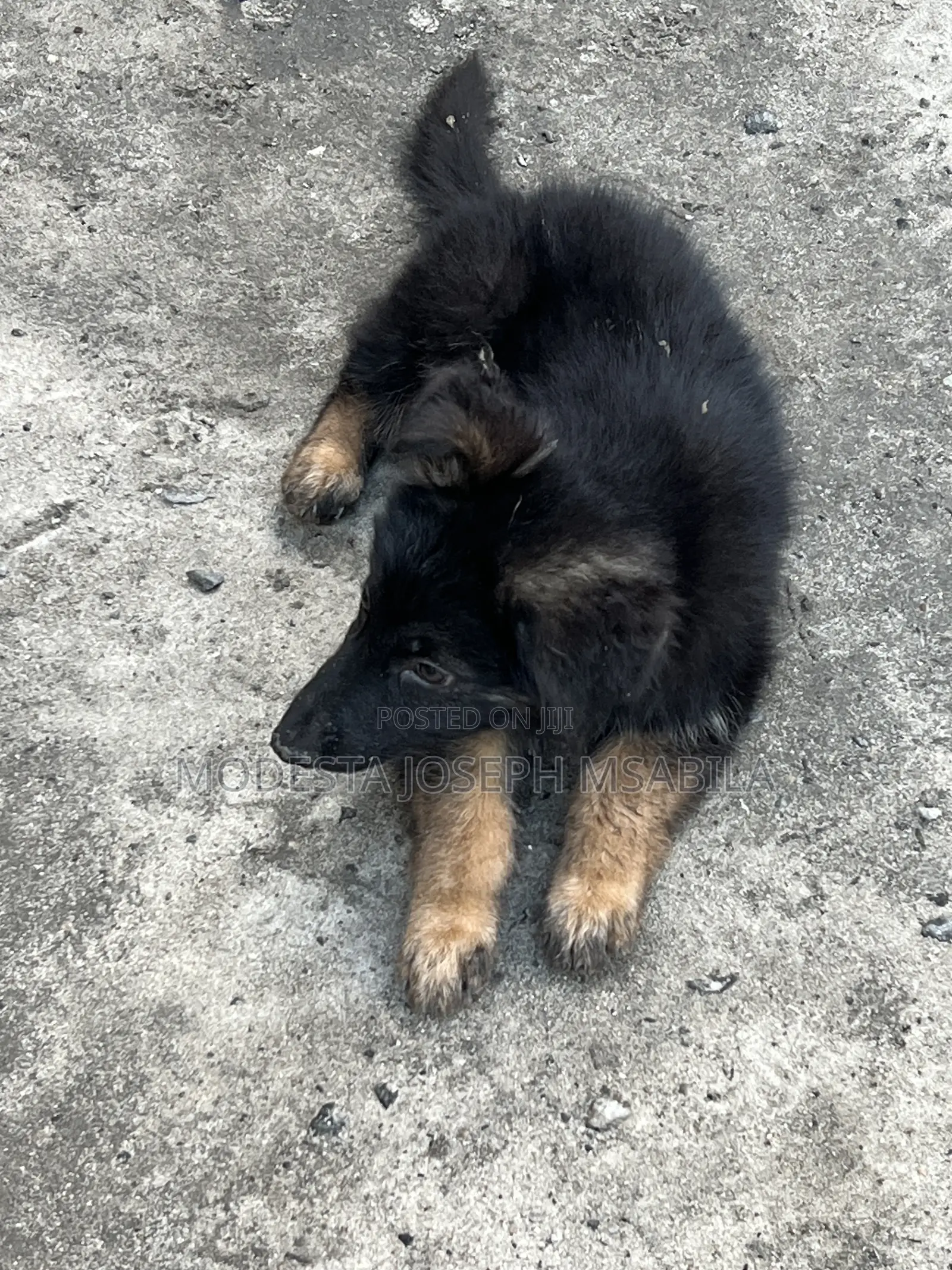 1-3 months Male Purebred German Shepherd