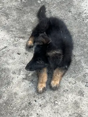 1-3 months Male Purebred German Shepherd