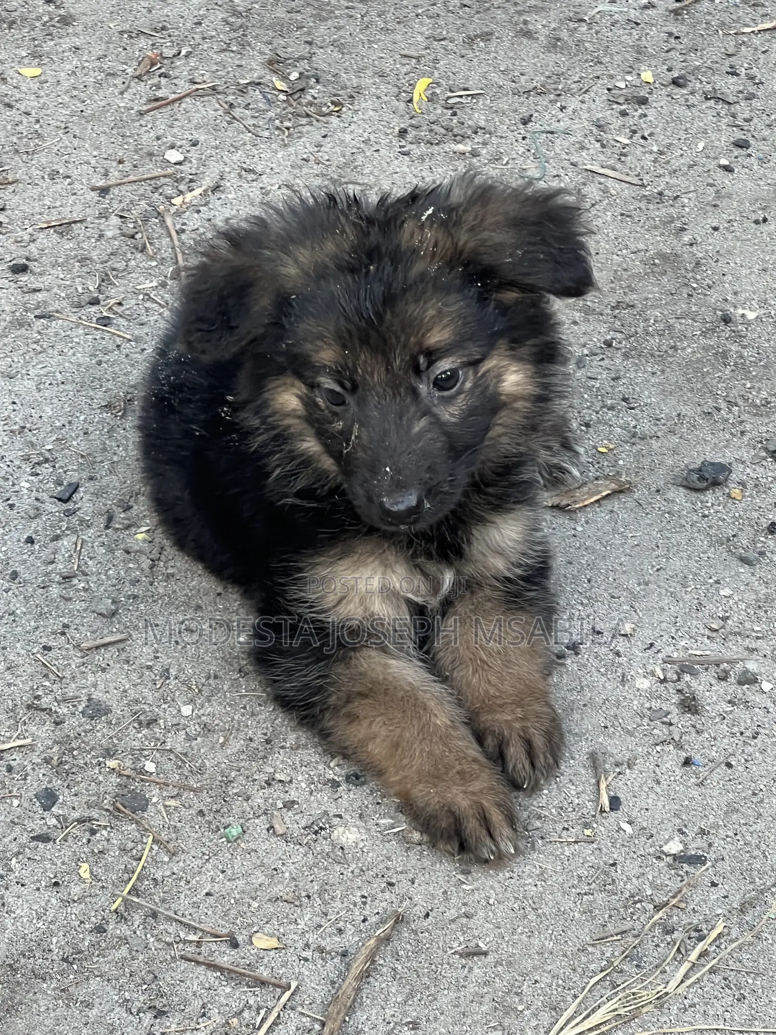 1-3 months Male Purebred German Shepherd