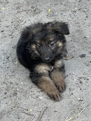 1-3 months Male Purebred German Shepherd