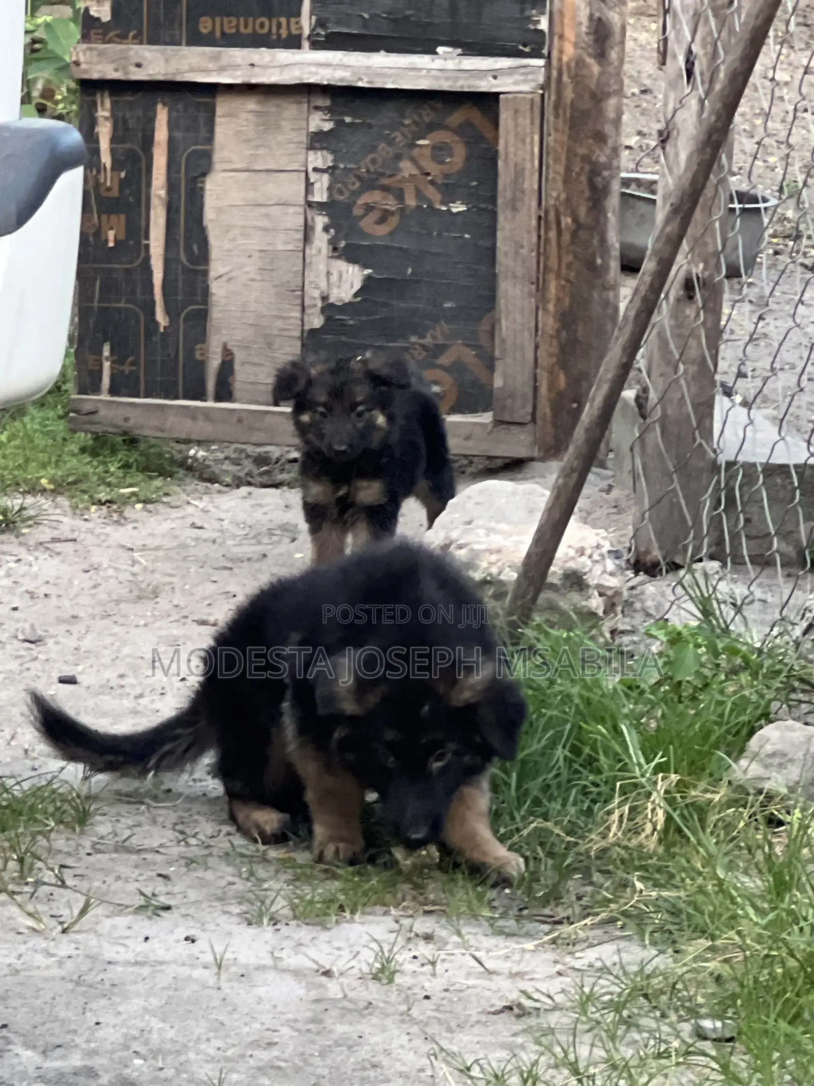 1-3 months Male Purebred German Shepherd