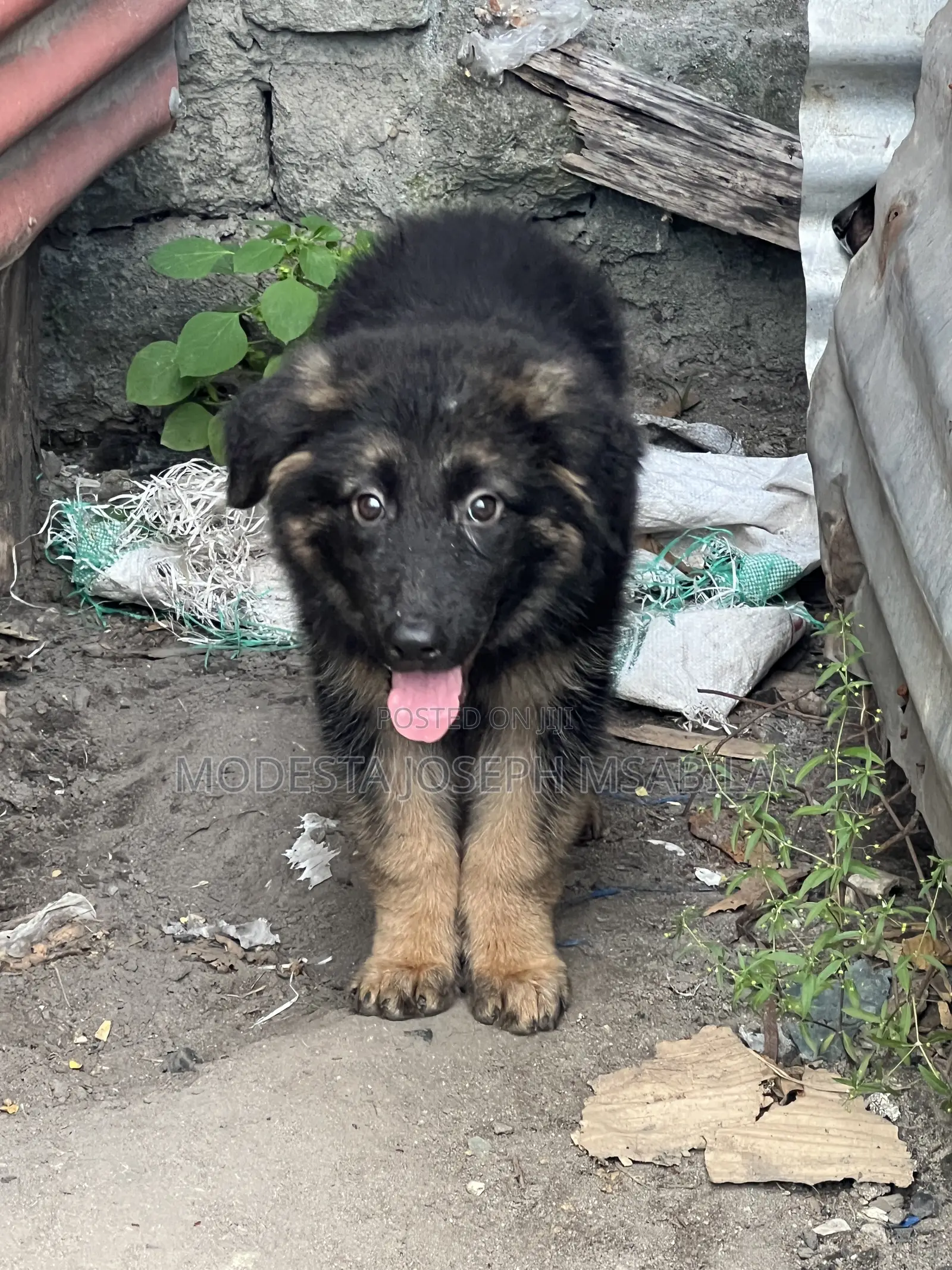 1-3 months Male Purebred German Shepherd