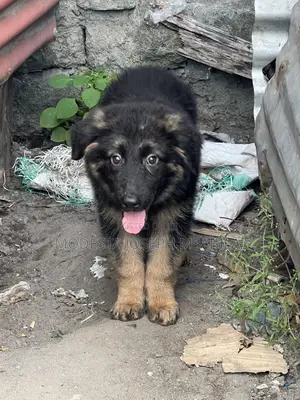 1-3 months Male Purebred German Shepherd