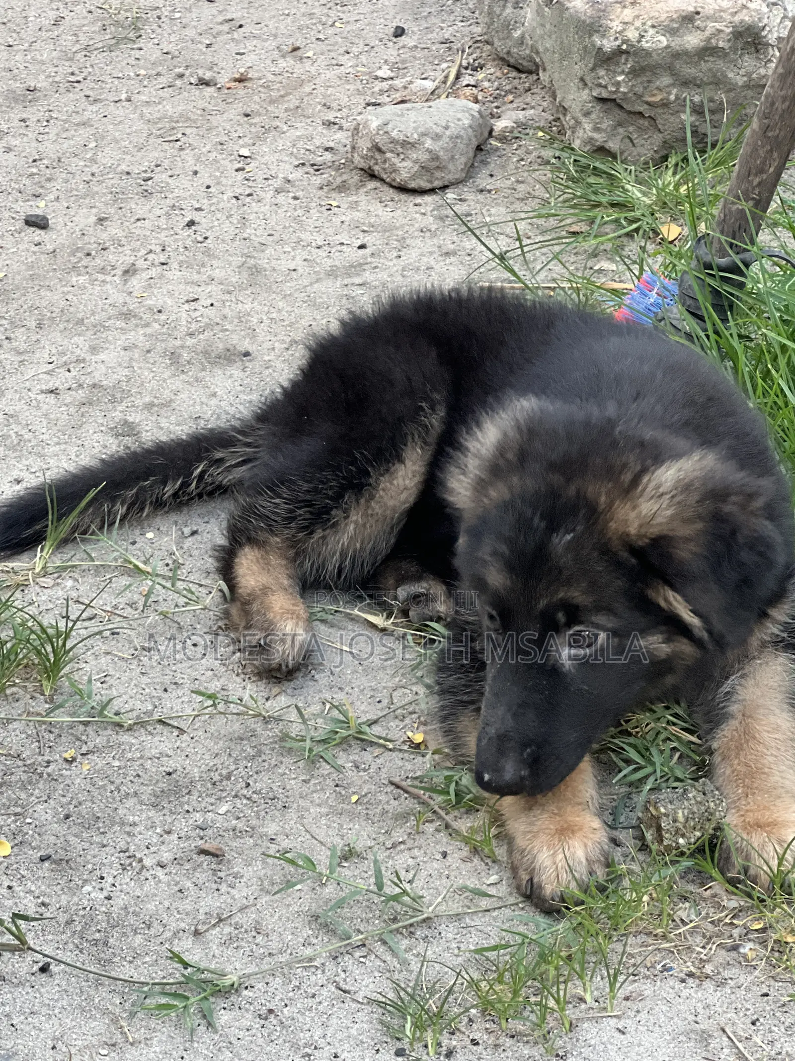 1-3 months Male Purebred German Shepherd