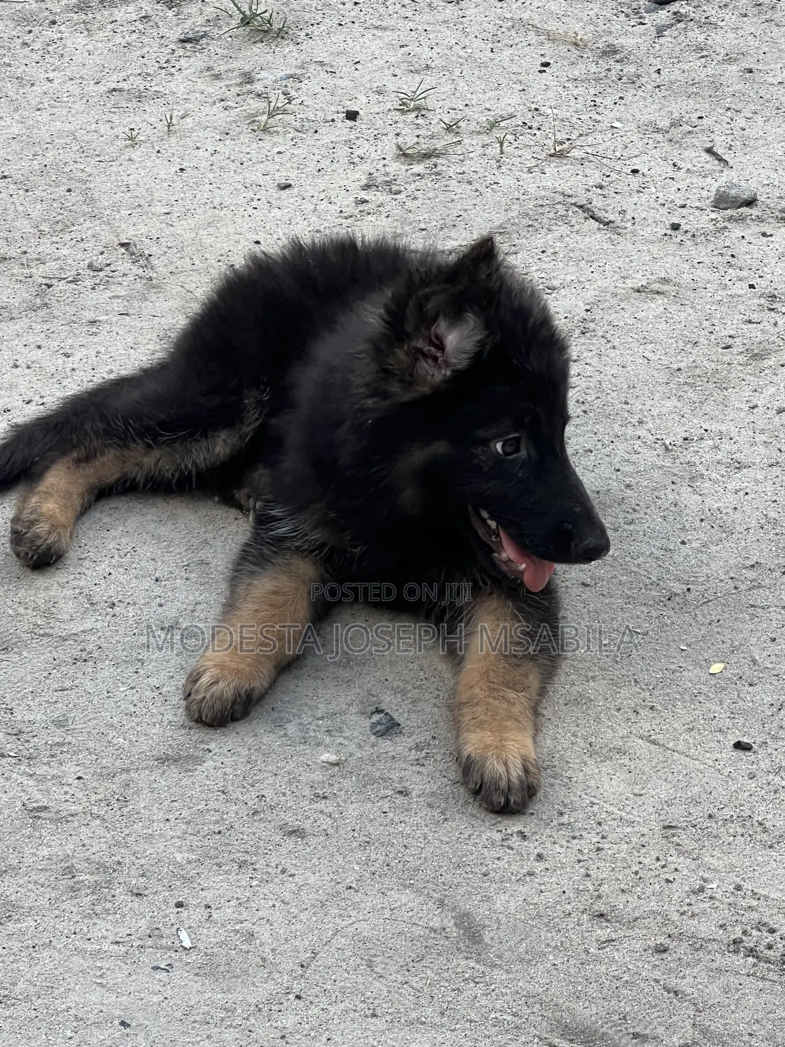 1-3 months Male Purebred German Shepherd