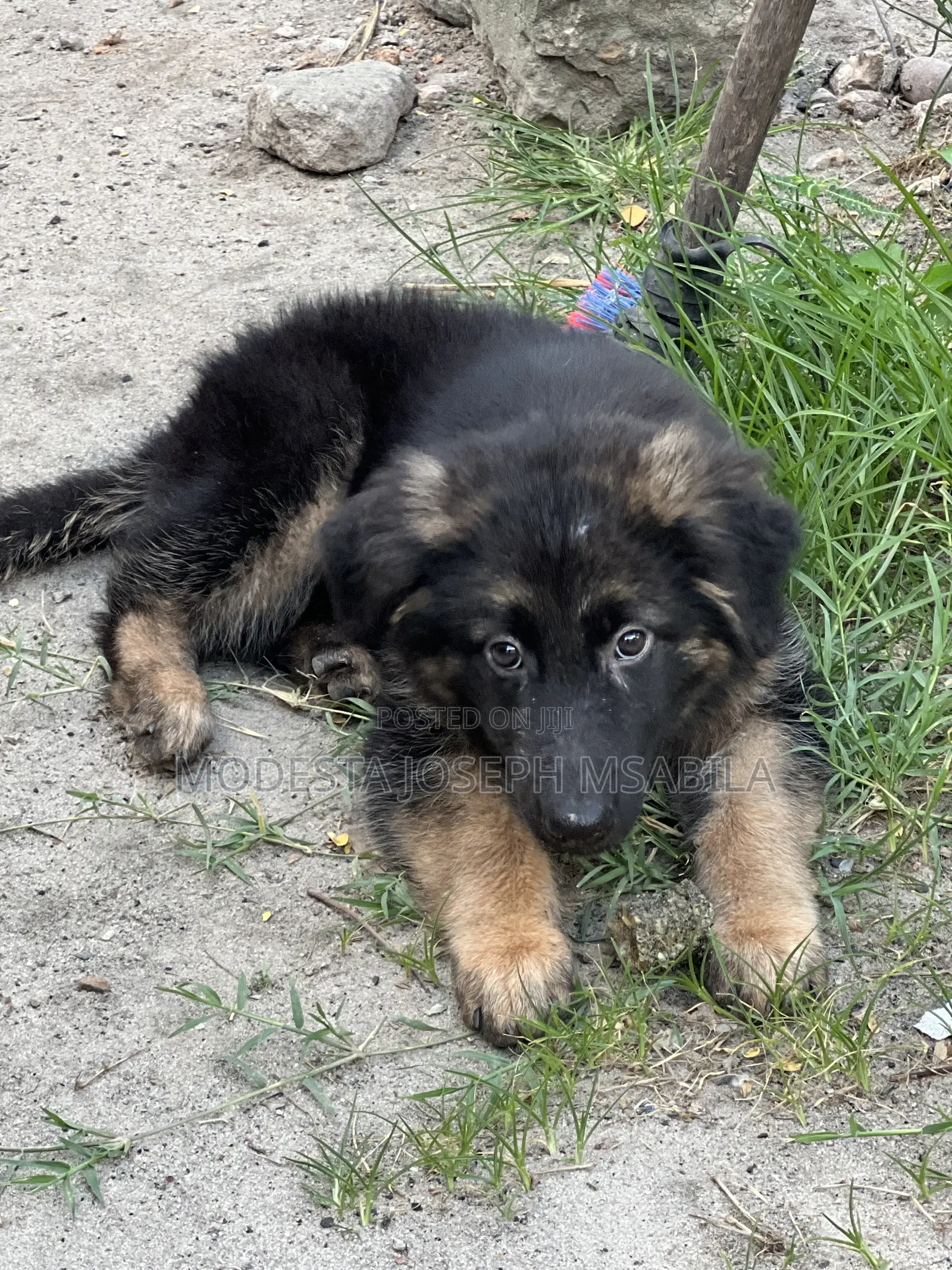1-3 months Male Purebred German Shepherd
