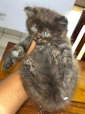 0-1 month Male Purebred Persian