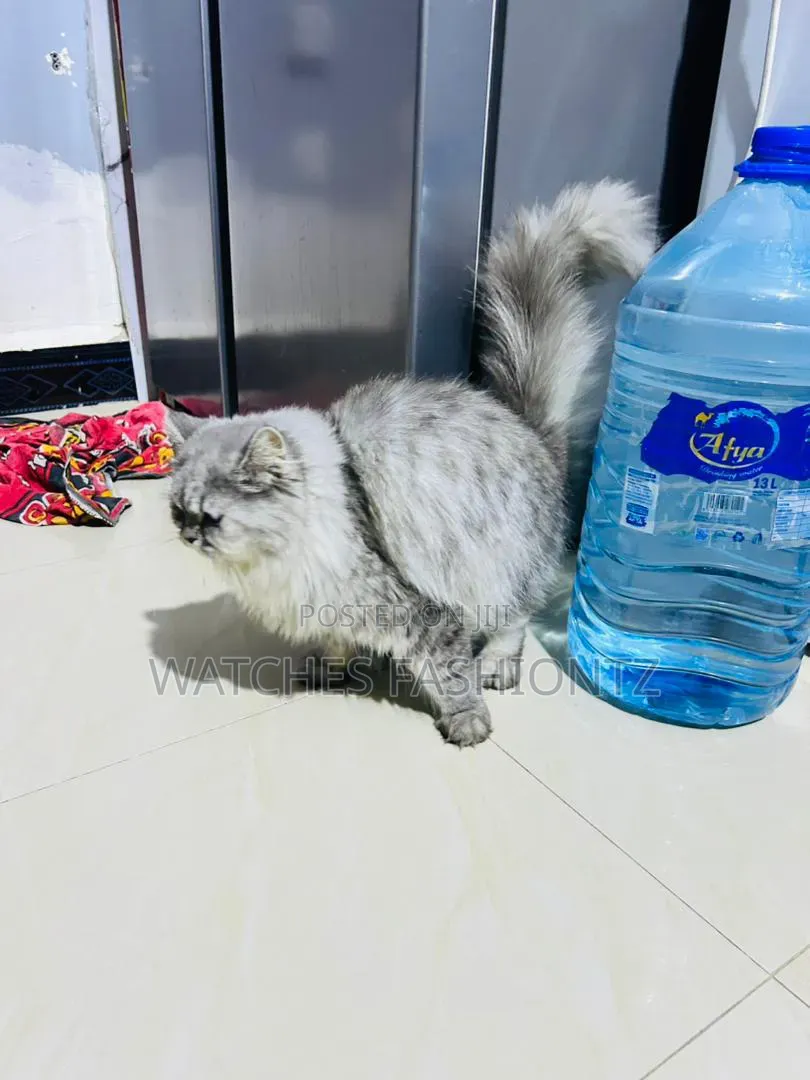 1+ year Female Purebred Persian