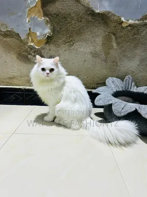 1+ year Male Purebred Persian