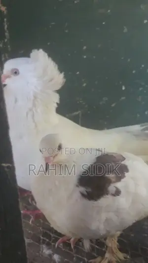 Jiwa Wa Mapambo, Pure Breed