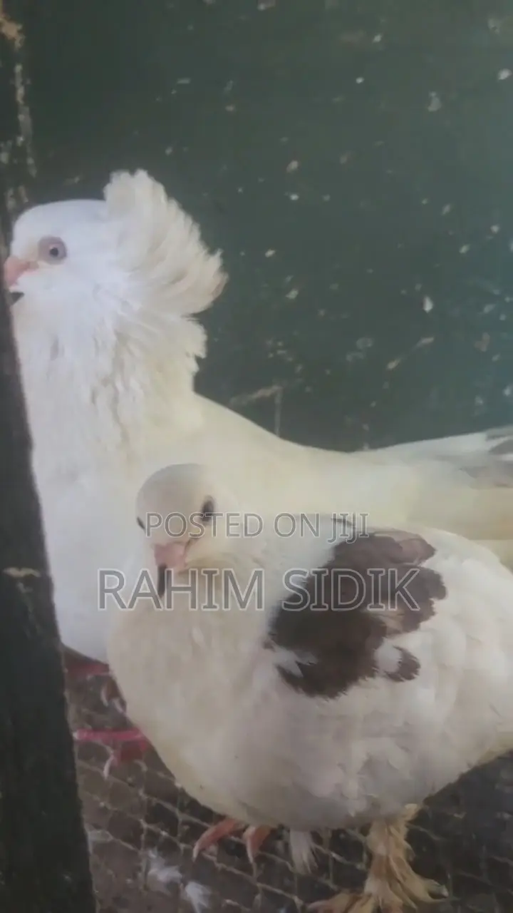Jiwa Wa Mapambo, Pure Breed