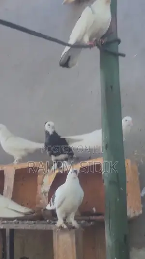 Jiwa Wa Mapambo, Pure Breed