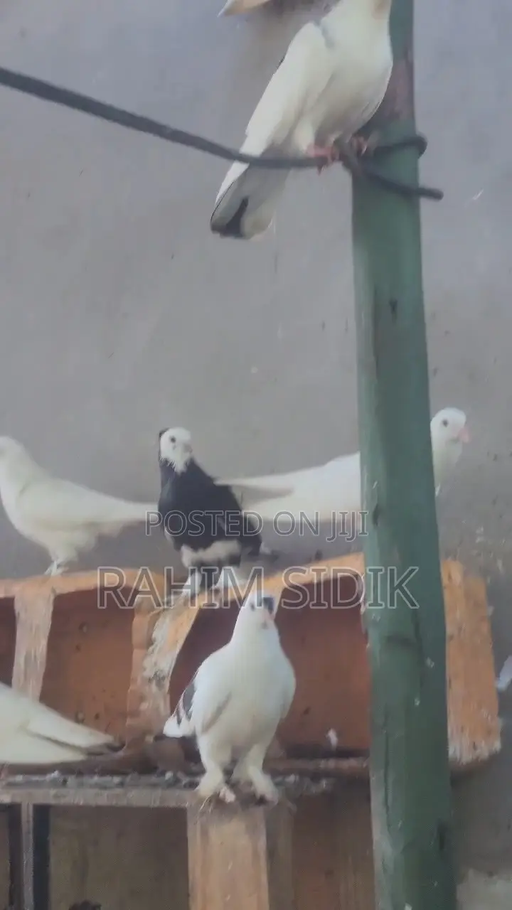 Jiwa Wa Mapambo, Pure Breed