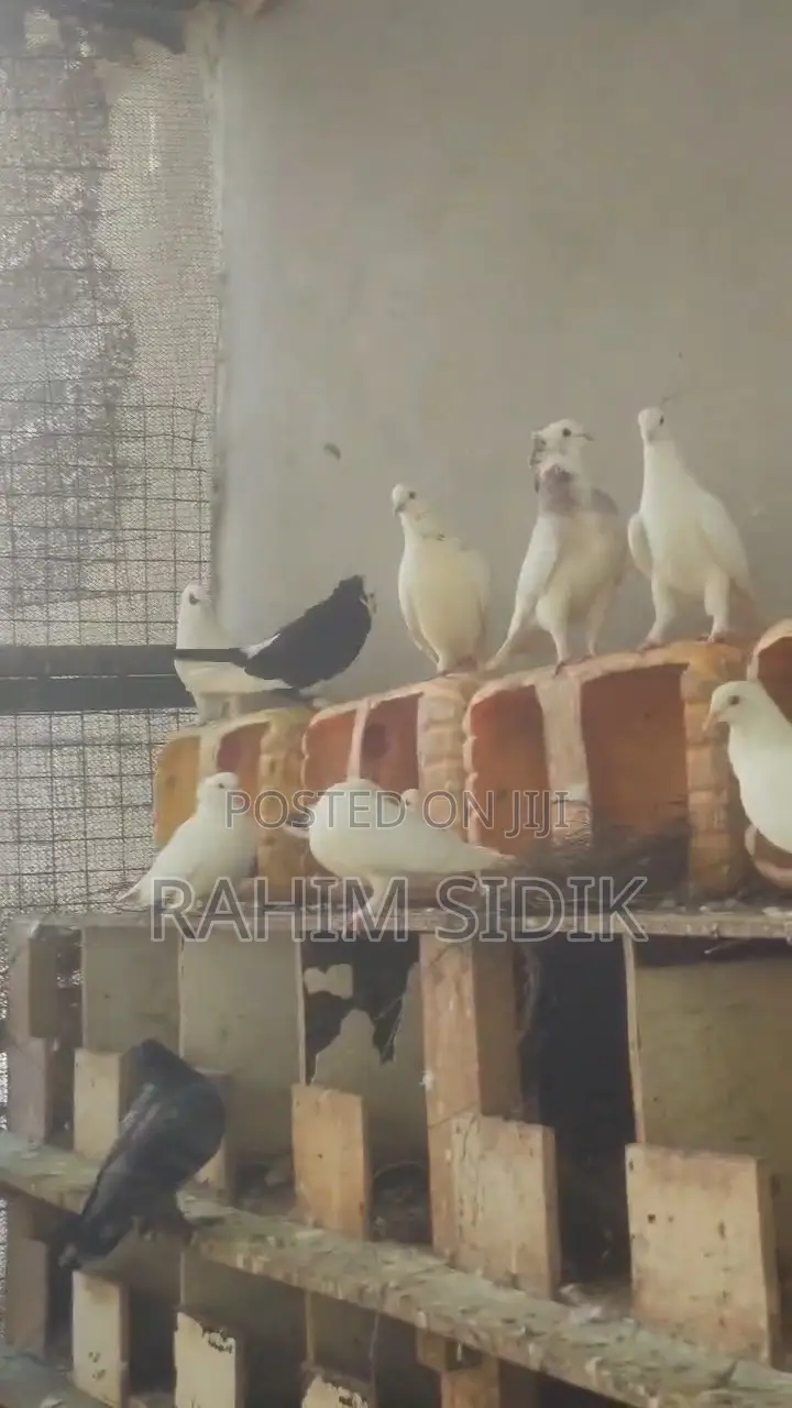 Jiwa Wa Mapambo, Pure Breed