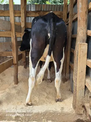 Pedigree Heifers (Mitamba ) Cows