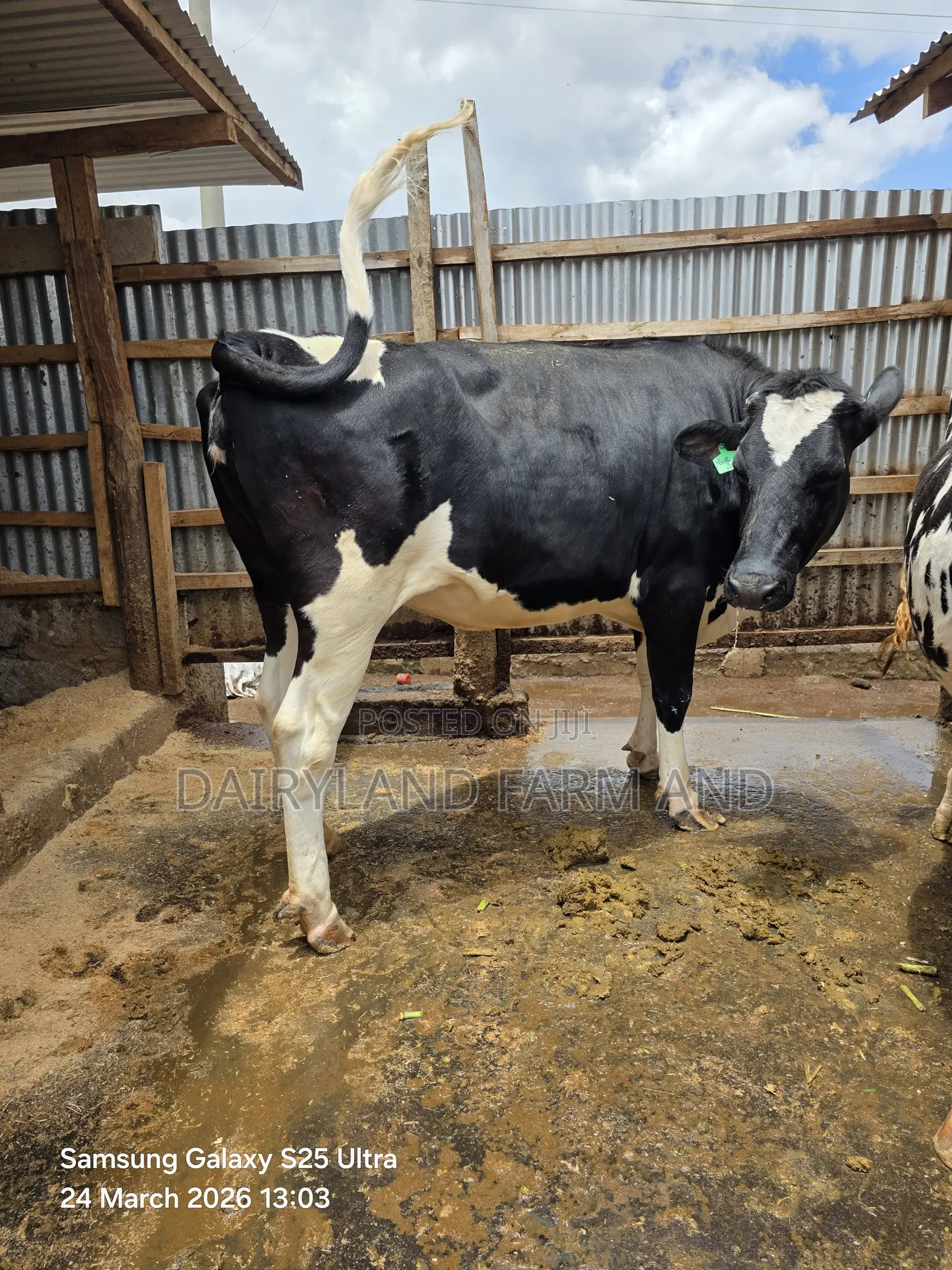 Pedigree Heifers (Mitamba ) Cows