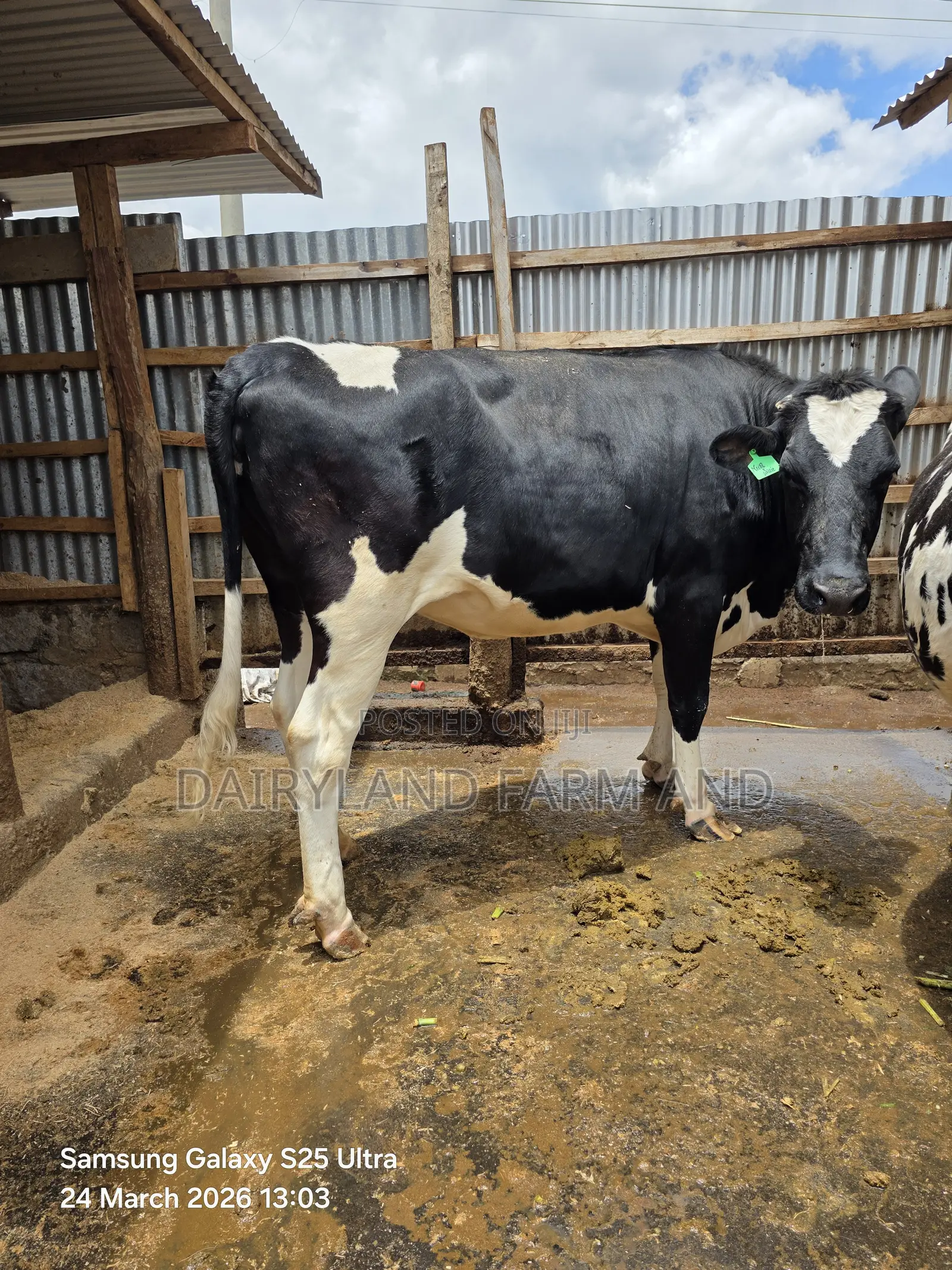 Pedigree Heifers (Mitamba ) Cows