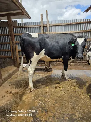 Pedigree Heifers (Mitamba ) Cows