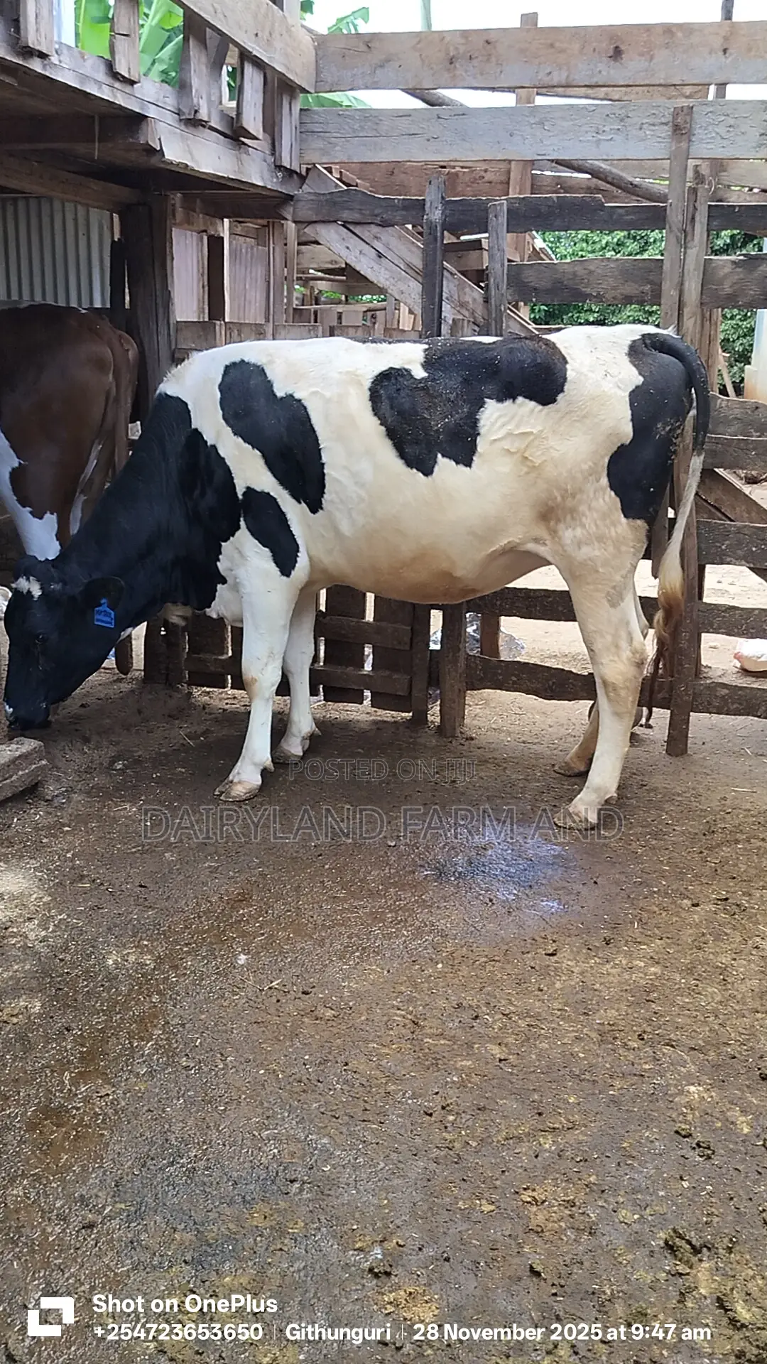 Holstein Heifer Cows
