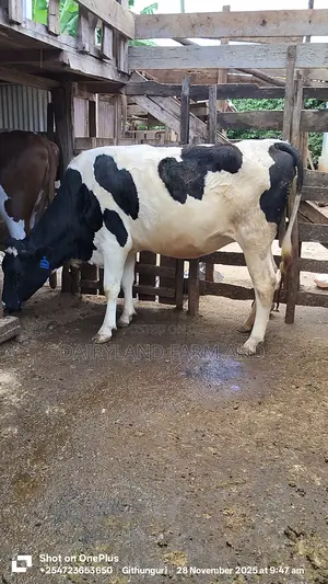 Holstein Heifer Cows