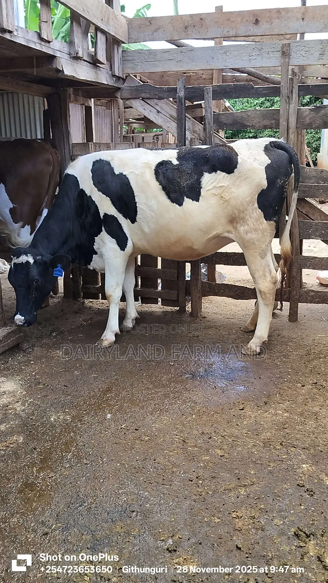 Holstein Heifer Cows